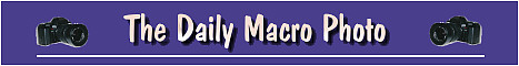 The Daily Macro.Each Day a Macro-Photo for your Pleasure.